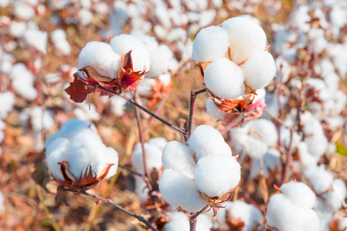 cuidado de las sabanas de algodon pima peruano